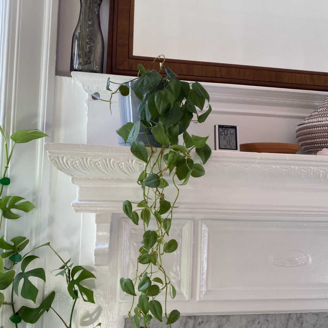 Healthy Heartleaf Philodendron with lush green heart-shaped leaves, growing in a hanging basket with long trailing vines.