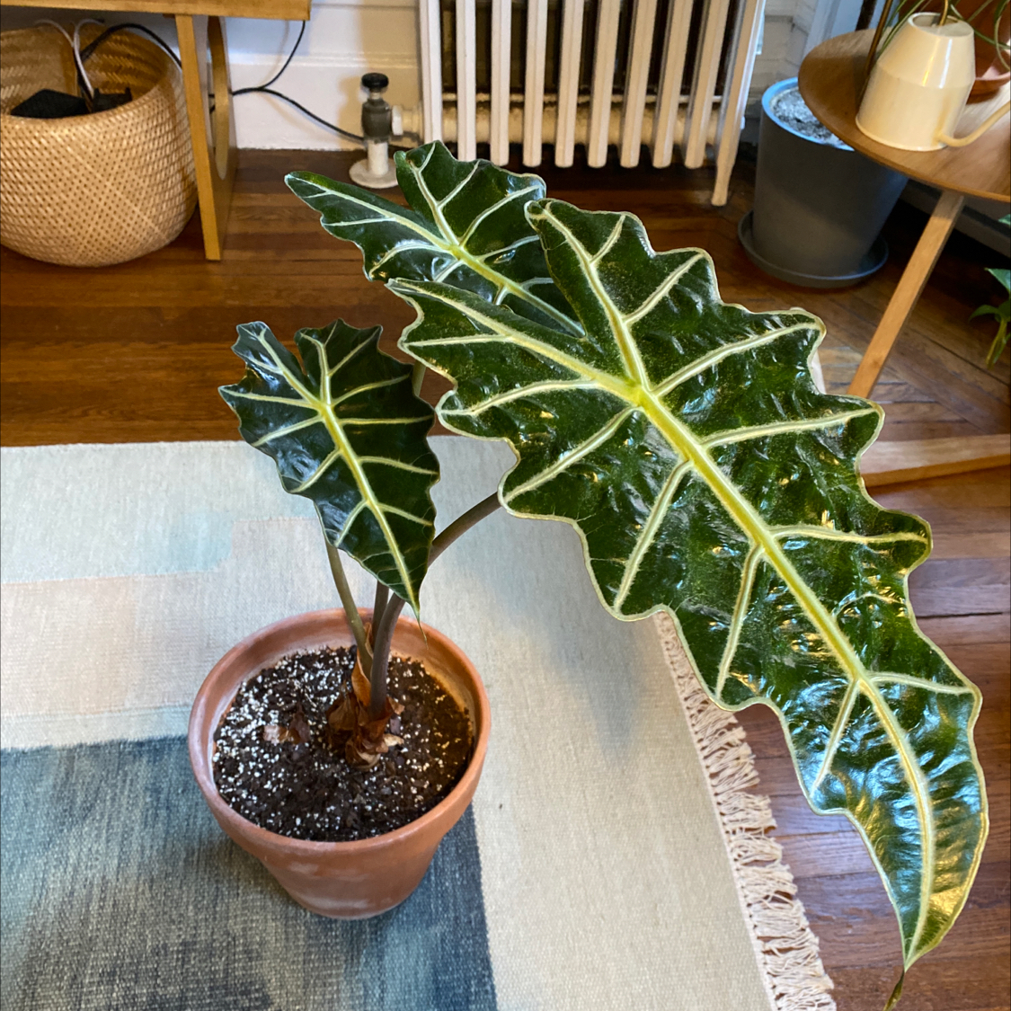 Alocasia Amazonica 'Polly' plant in a terracotta pot with vibrant green leaves and visible soil.