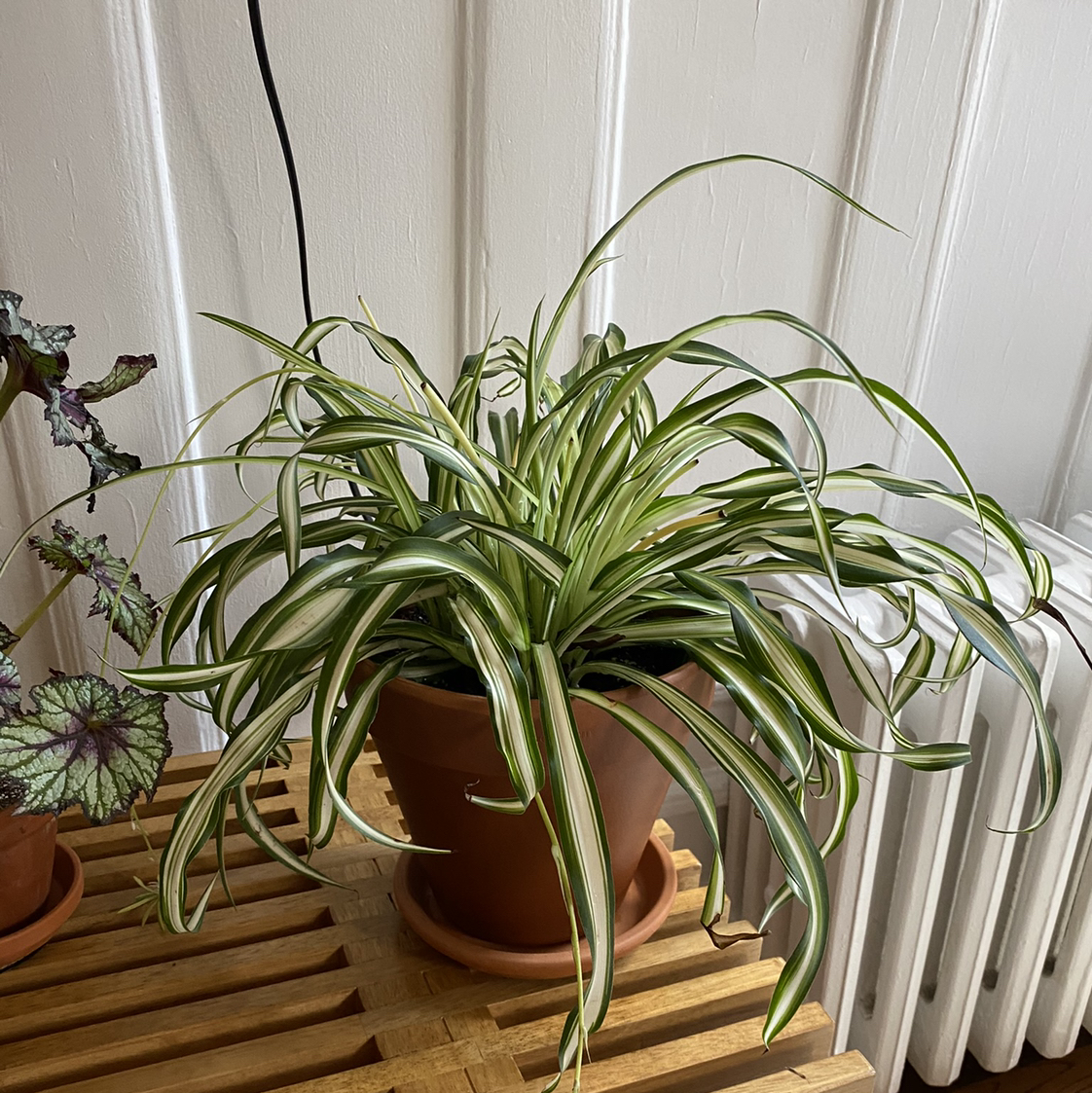 Variegated Spider Plant plant photo by @martin named Peter on Greg, the plant care app.