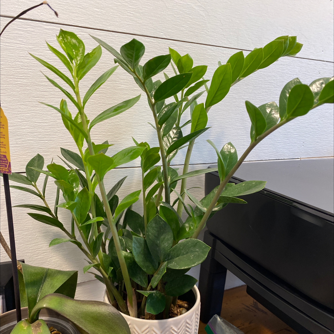 Should I Repot My Zz Plant And If So, How?