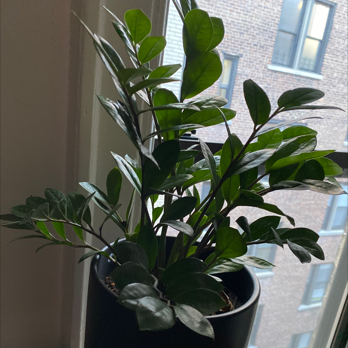Healthy ZZ plant with glossy dark green leaves in a white ceramic pot on a windowsill, free of discoloration or signs of distress.
