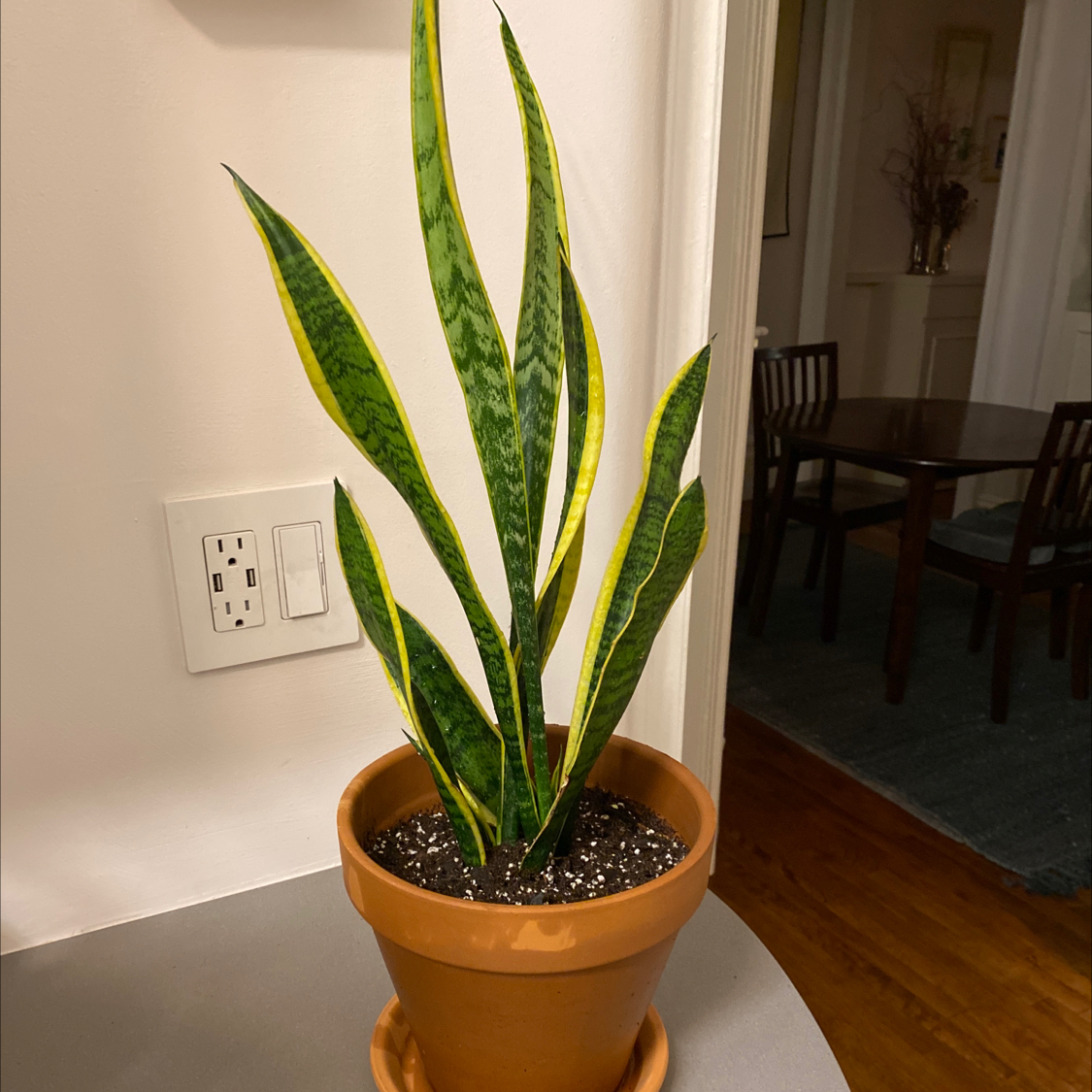 Snake Plant plant photo by @martin named Kevin on Greg, the plant care app.
