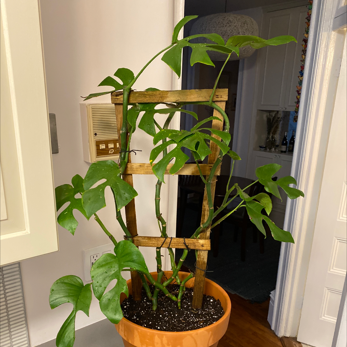 Mini Monstera plant in a pot with a wooden trellis, healthy green leaves.