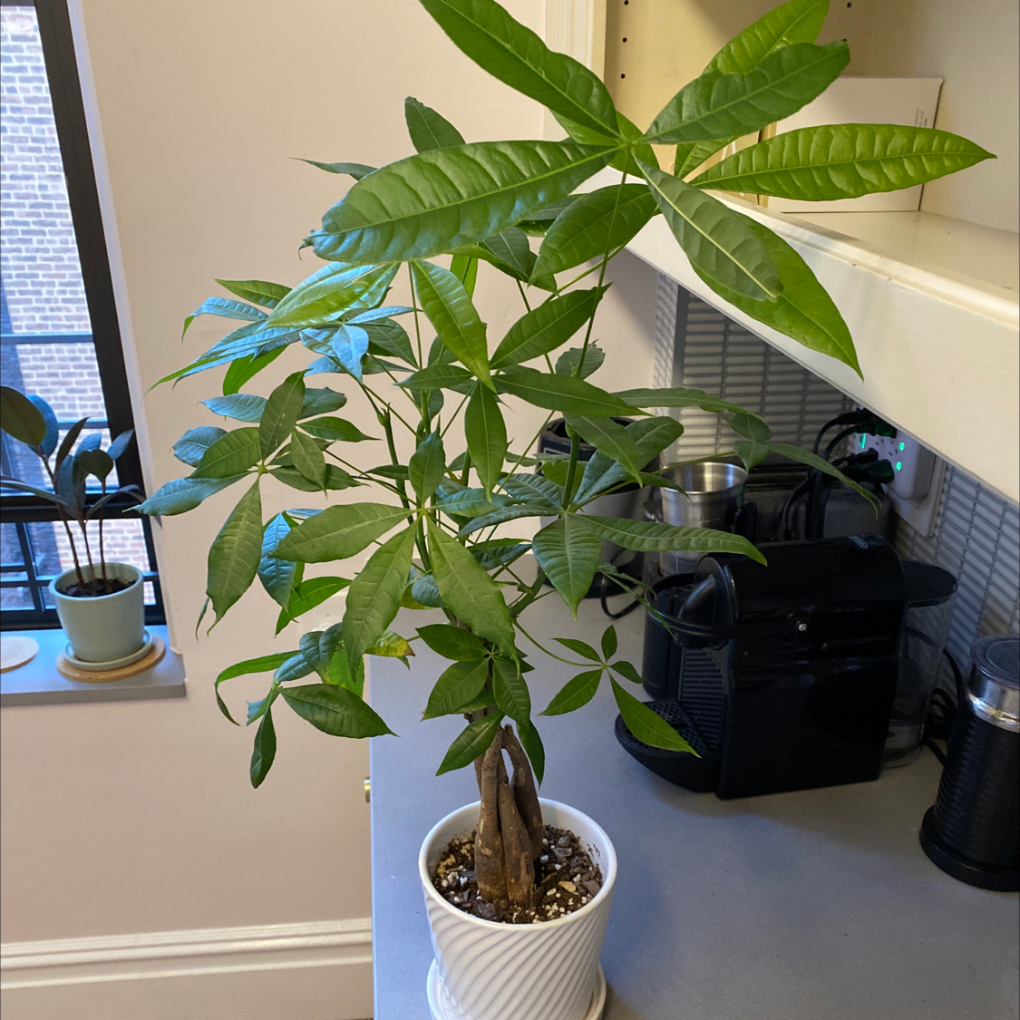 Money Tree plant photo by @martin named Wall-E on Greg, the plant care app.