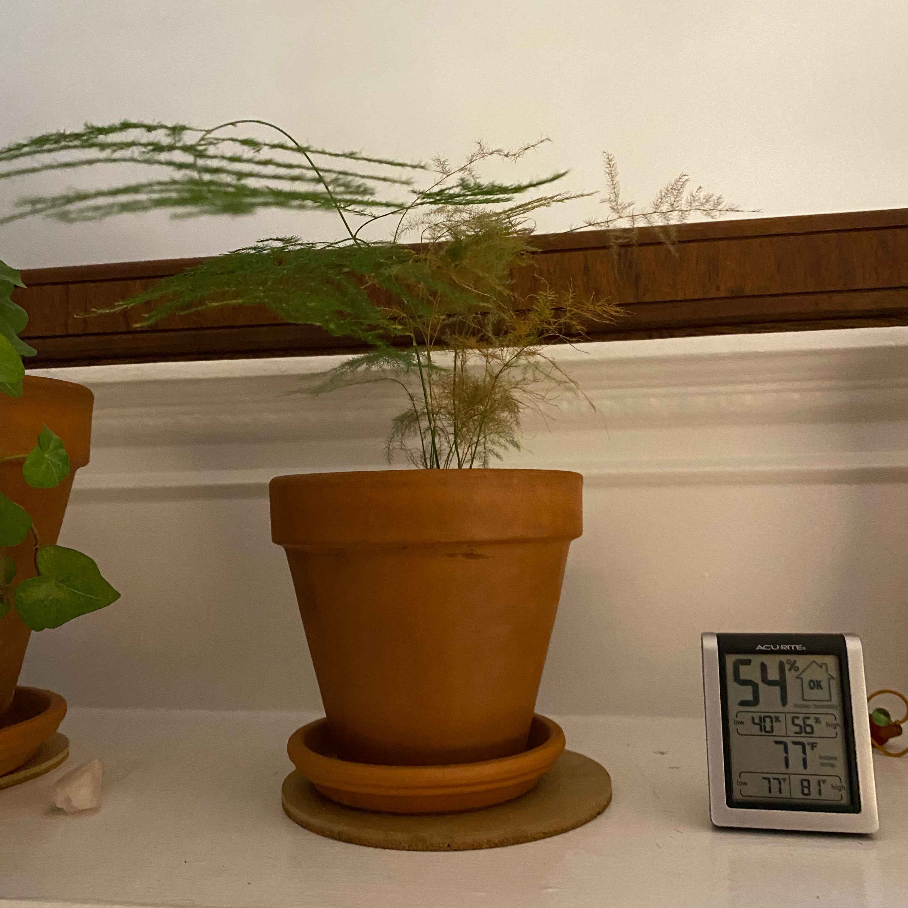 Healthy potted Asparagus Fern with lush green foliage, next to a digital thermometer on a white surface.
