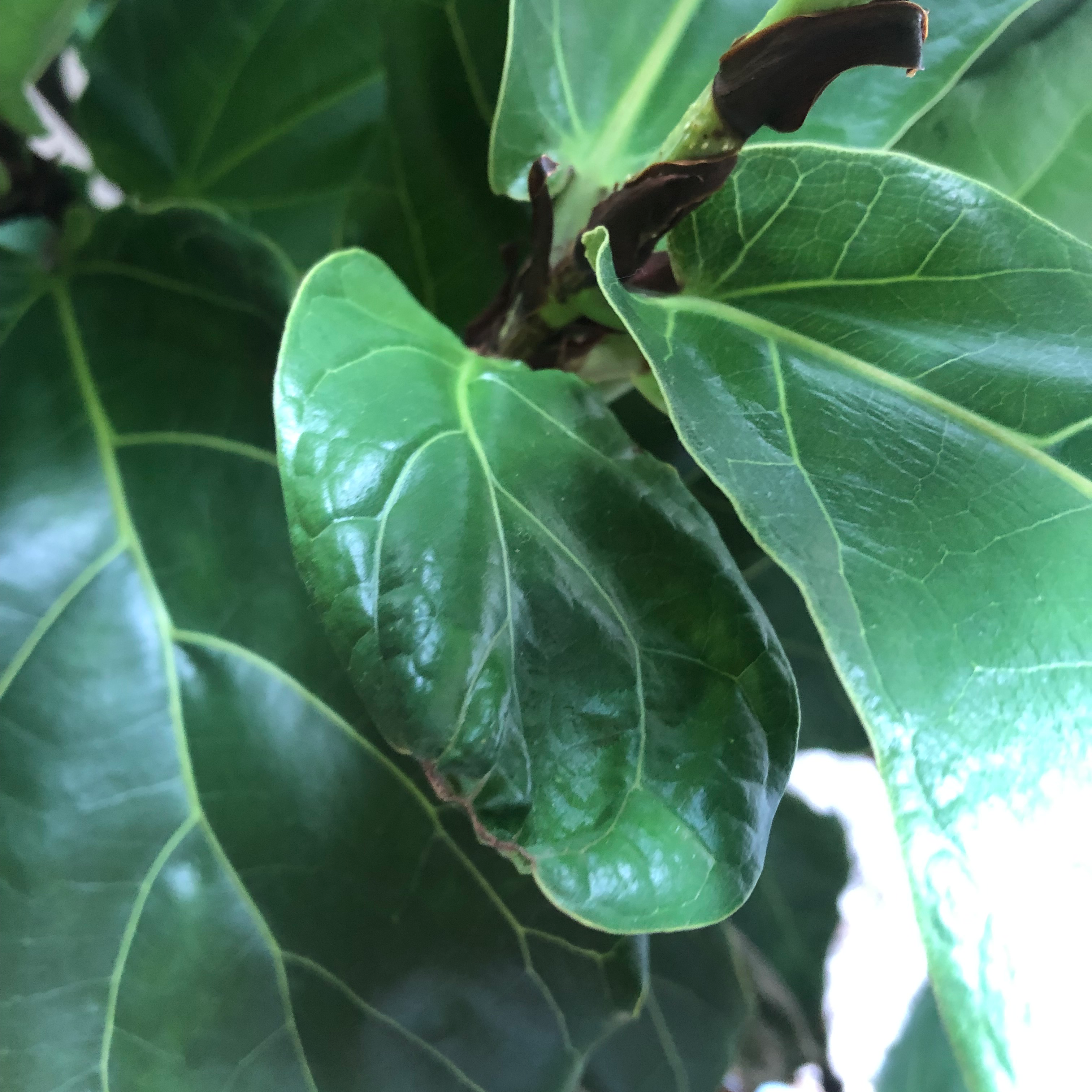 Close-up of a Fiddle Leaf Fig plant with mostly healthy leaves and minor browning at the edges.