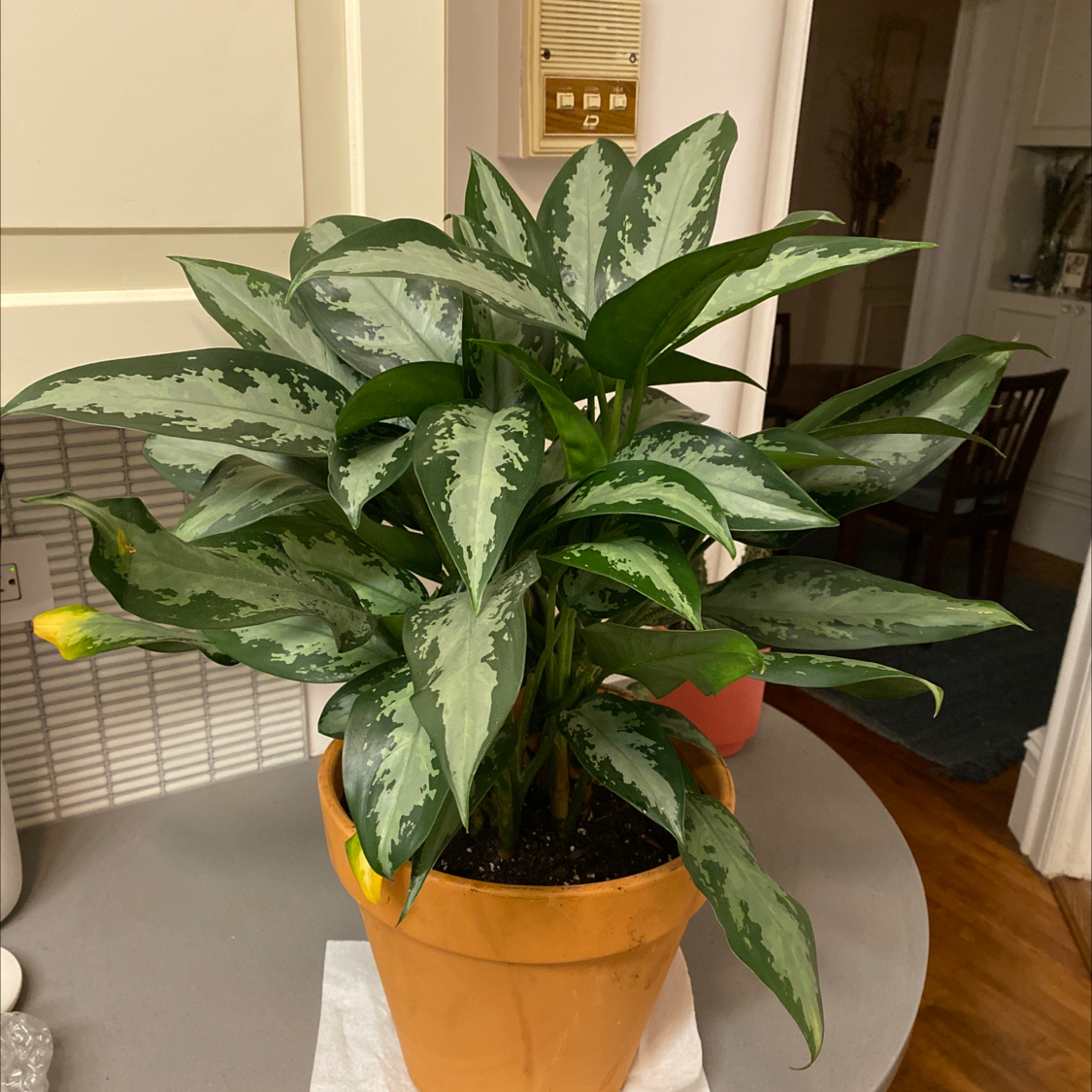 A healthy Chinese Evergreen plant with lush, patterned green leaves in a terracotta pot, well-framed and in focus.