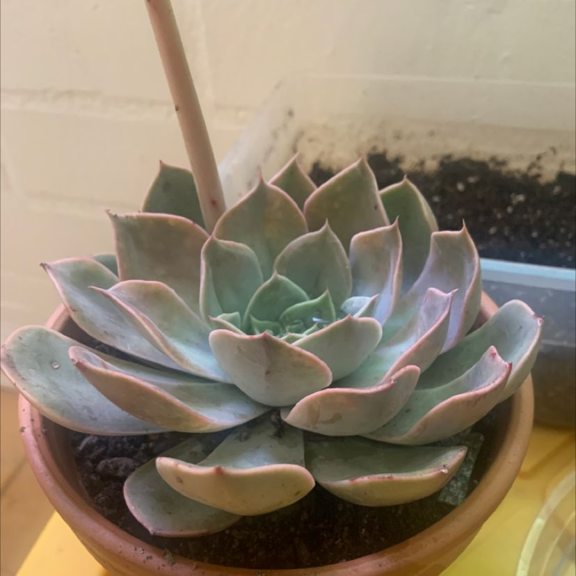 Healthy Pearl Echeveria succulent in a small pot with visible soil.