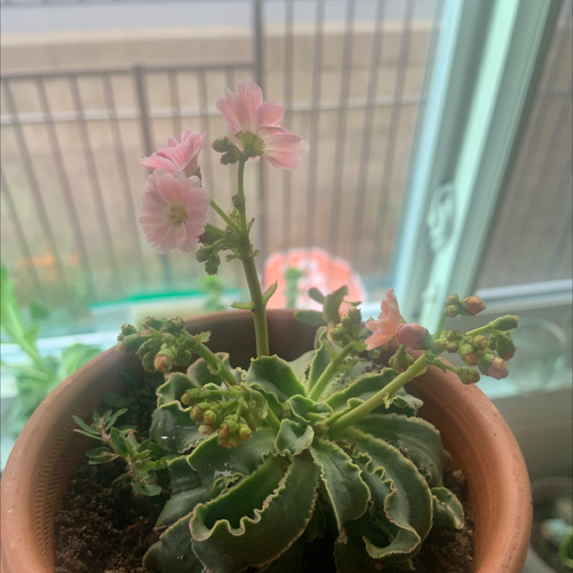 Potted Cliff Maids plant with pink flowers, healthy green leaves, and visible soil.