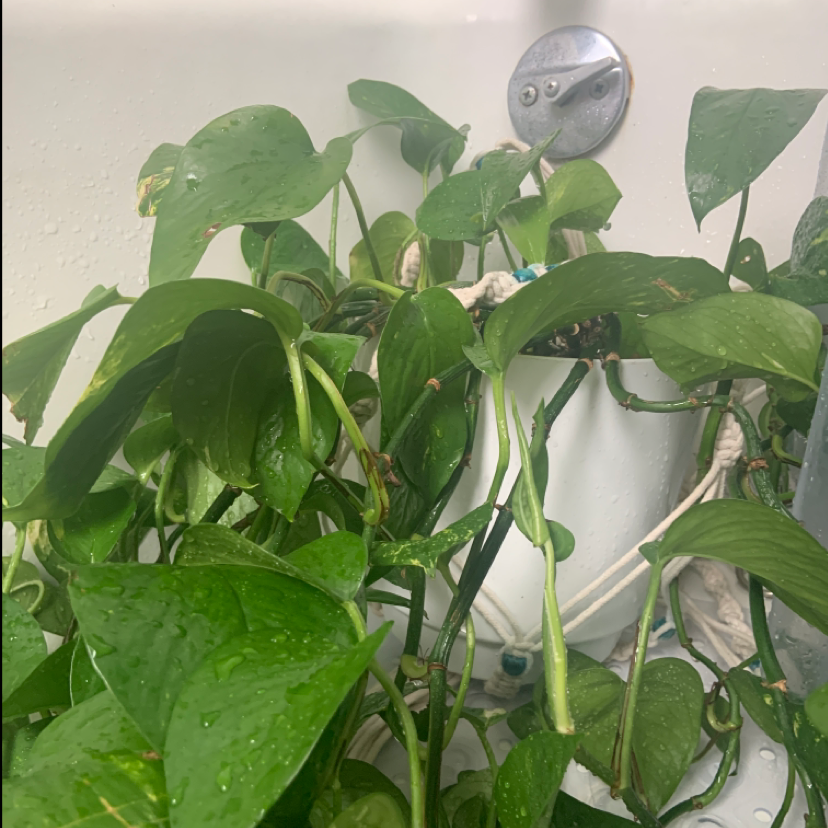Golden Pothos plant with green leaves, some showing slight browning and yellowing, in a bathroom setting.
