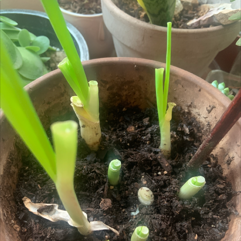 Potted Long Green Onion plant with healthy green shoots and visible soil.