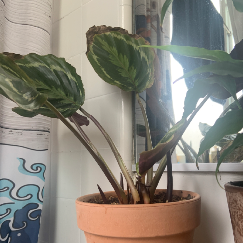 Healthy Calathea roseopicta plant with vibrant green striped leaves, sitting in a terracotta pot on a sunny windowsill.