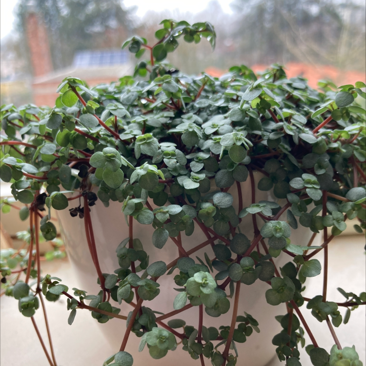 Healthy Silver Spa plant with small green leaves and red stems in a white pot.