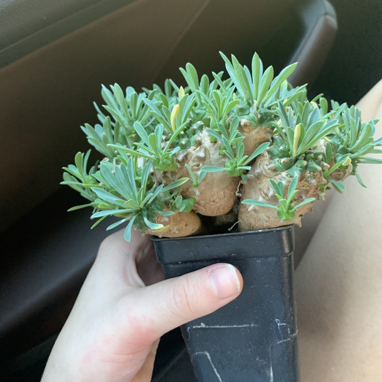 Photo of the plant species Pineapple Succulent by @kaymay261 named Your plant on Greg, the plant care app
