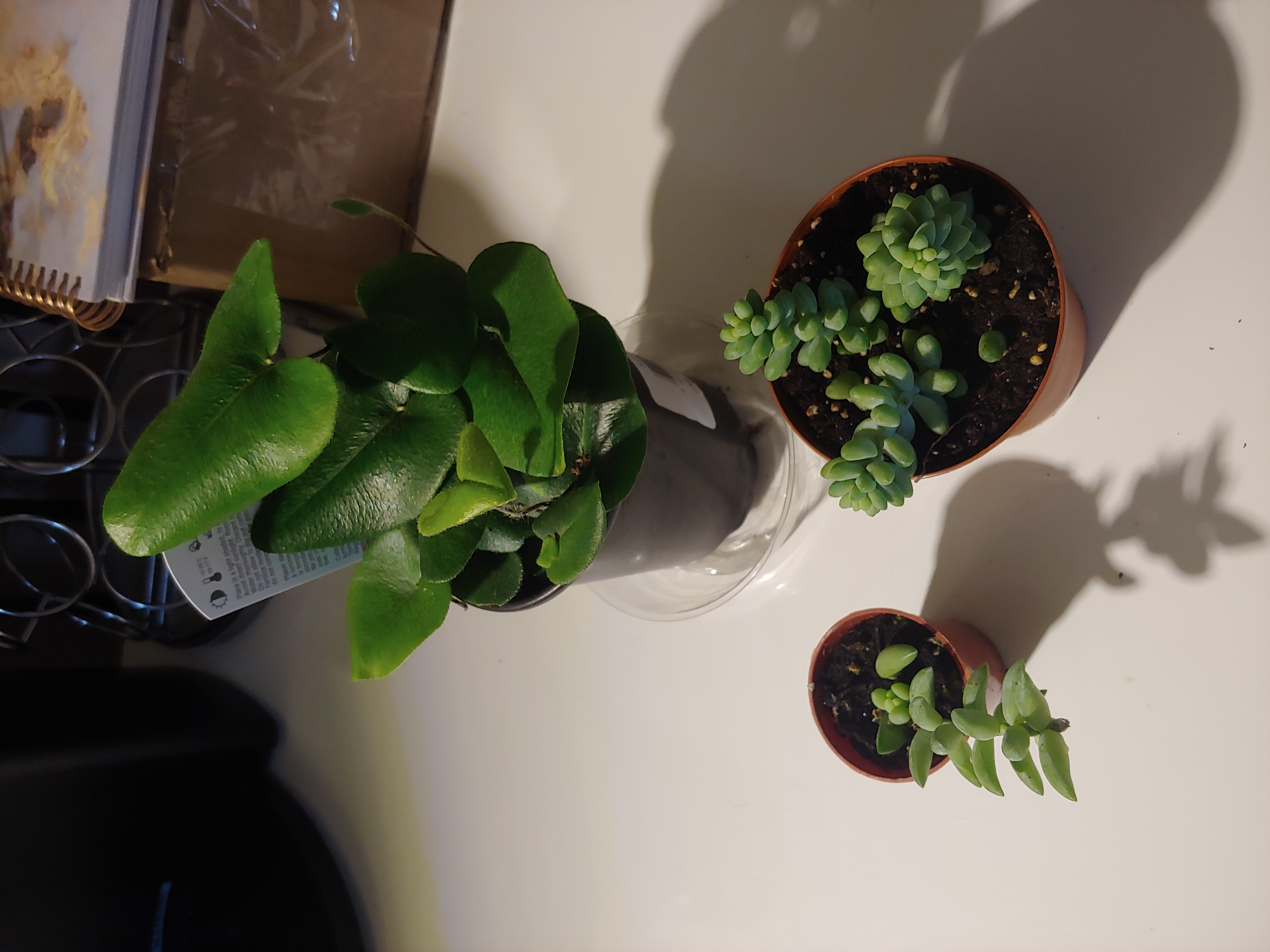 Three potted plants on a flat surface, including a Heart Fern and two succulents.