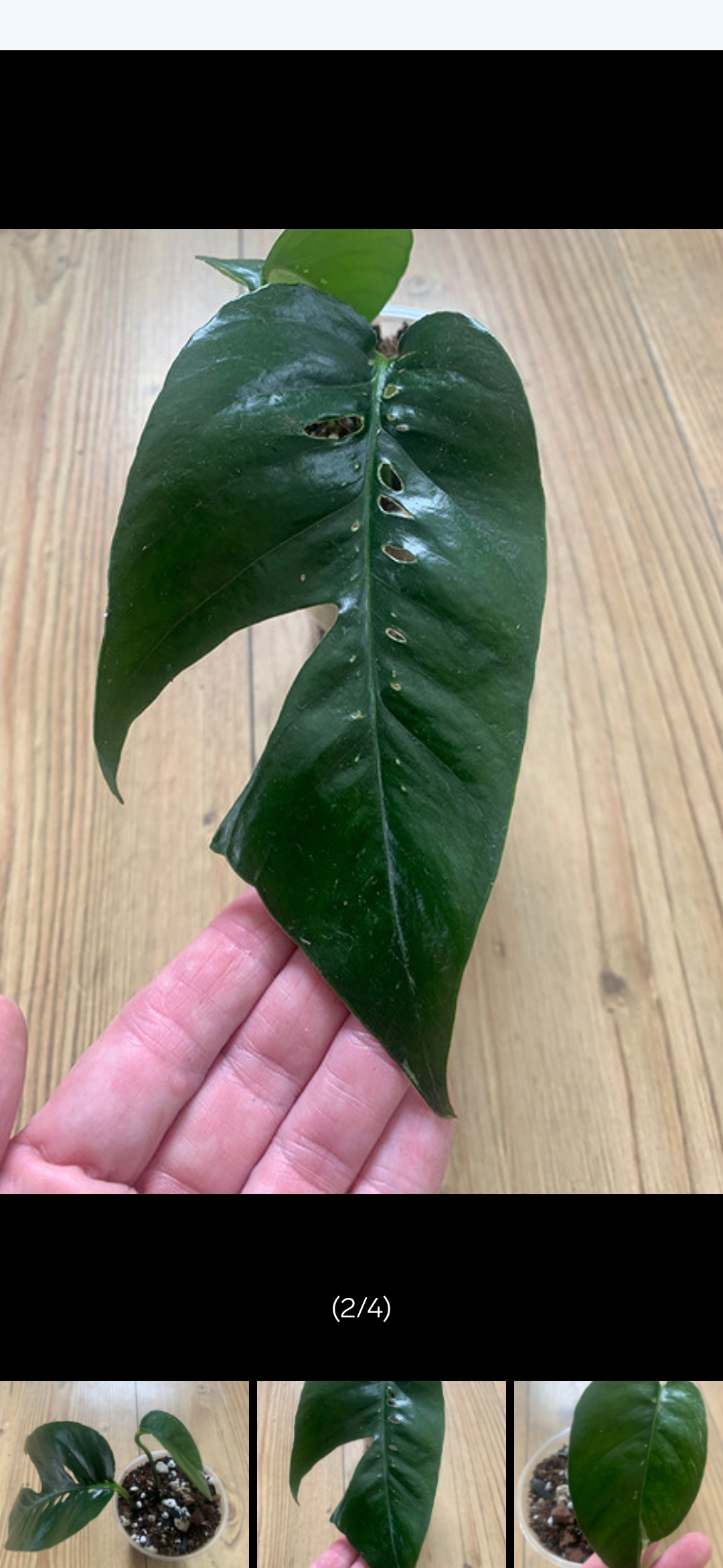 Photo of the plant species Asian Form Epipremnum Pinnatum by @snekje named J on Greg, the plant care app