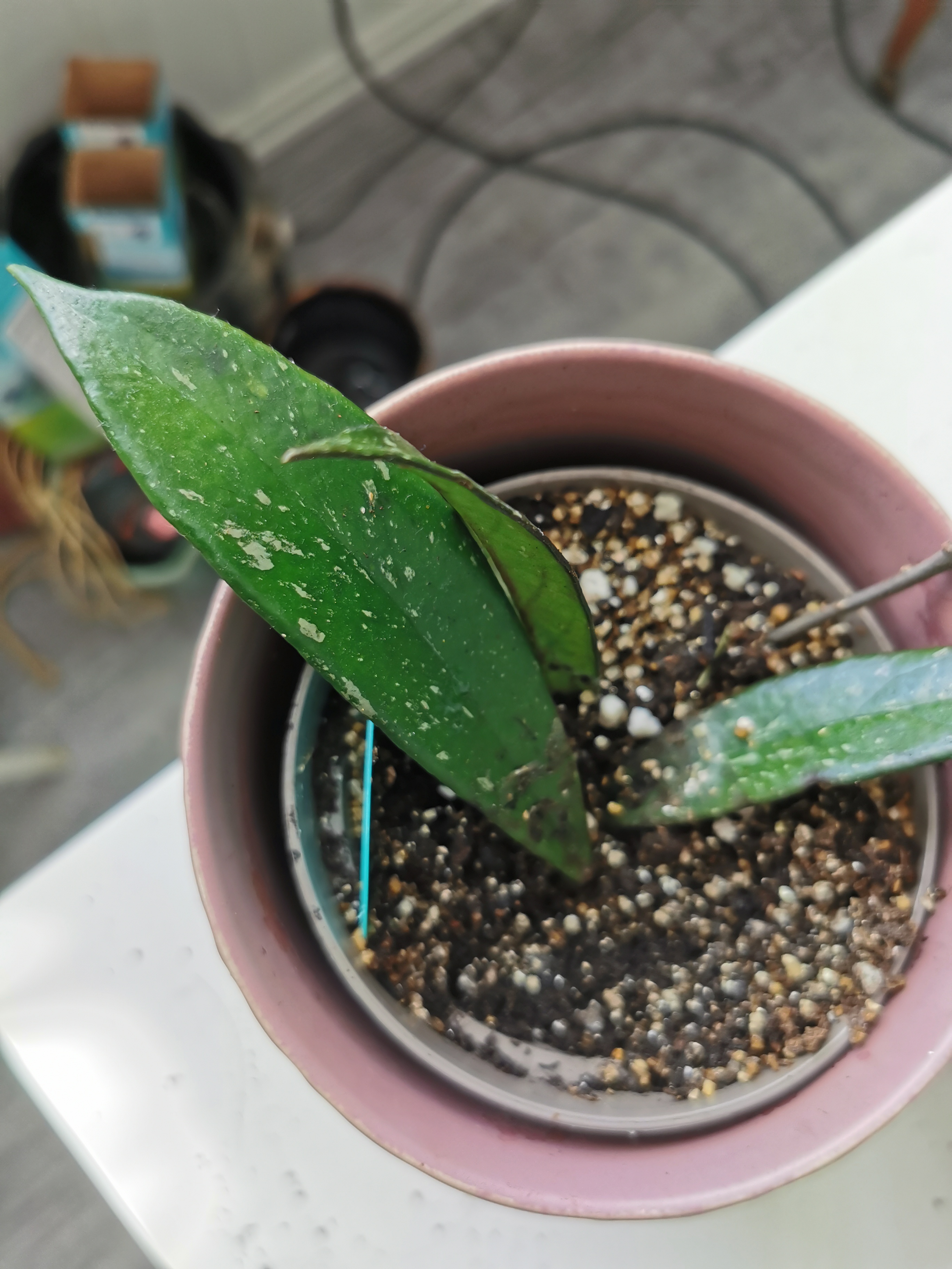Potted Hoya publicalyx 'Royal Hawaiian Purple' with green leaves and visible soil.