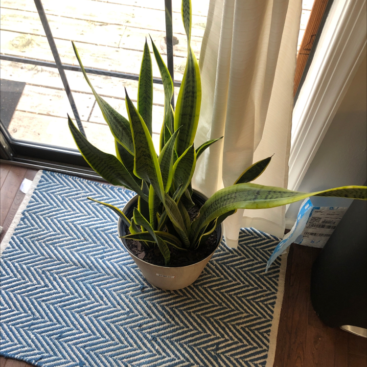 Sansevieria 'Lauren' plant in a pot on a patterned mat near a window.