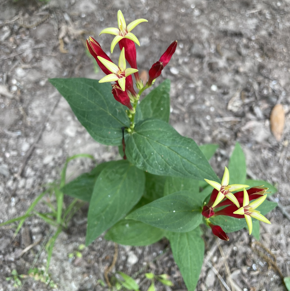 Photo of the plant species Woodland Pinkroot by Tiffany named McKinley on Greg, the plant care app