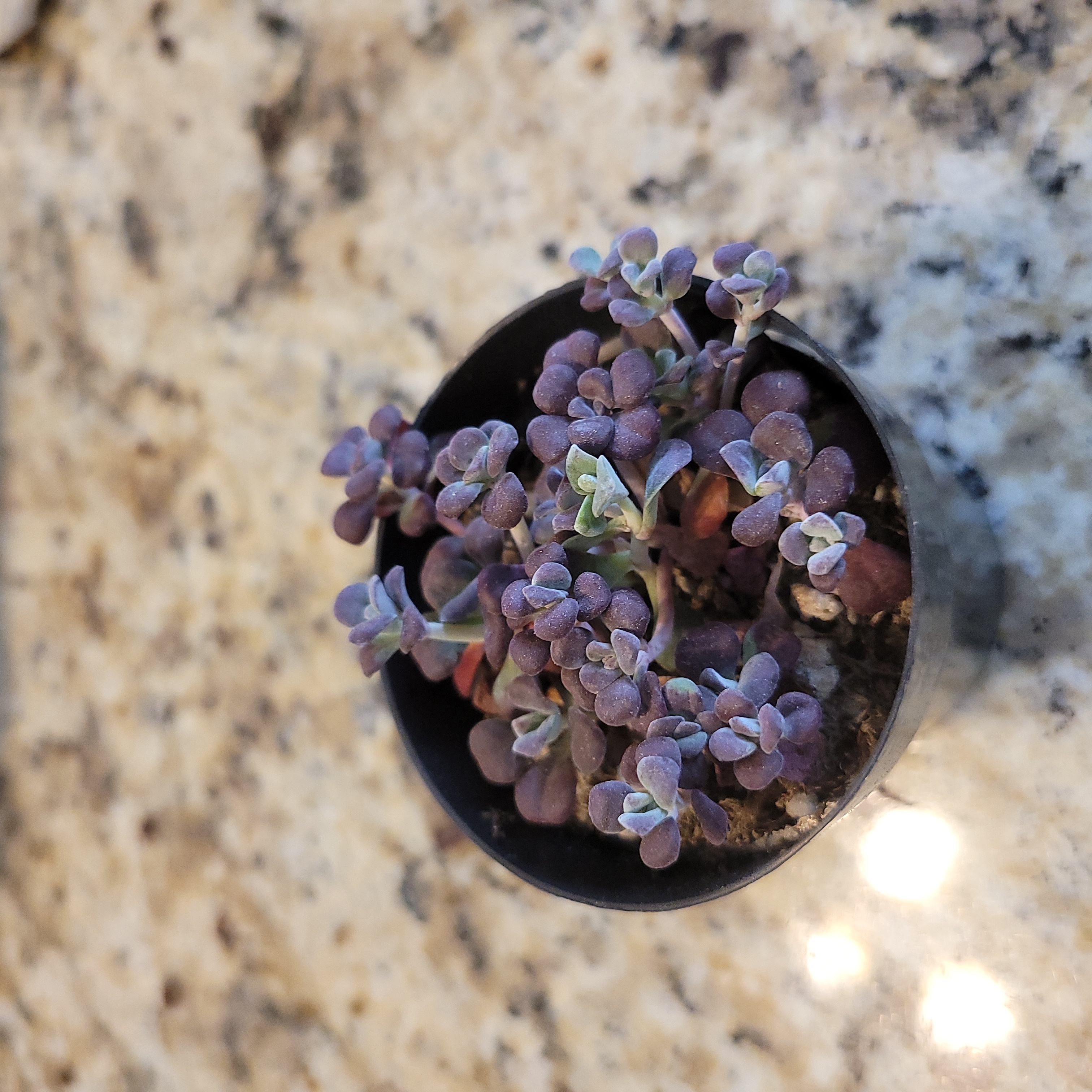 Purdy's Stonecrop plant in a small pot with purple-tinged leaves.