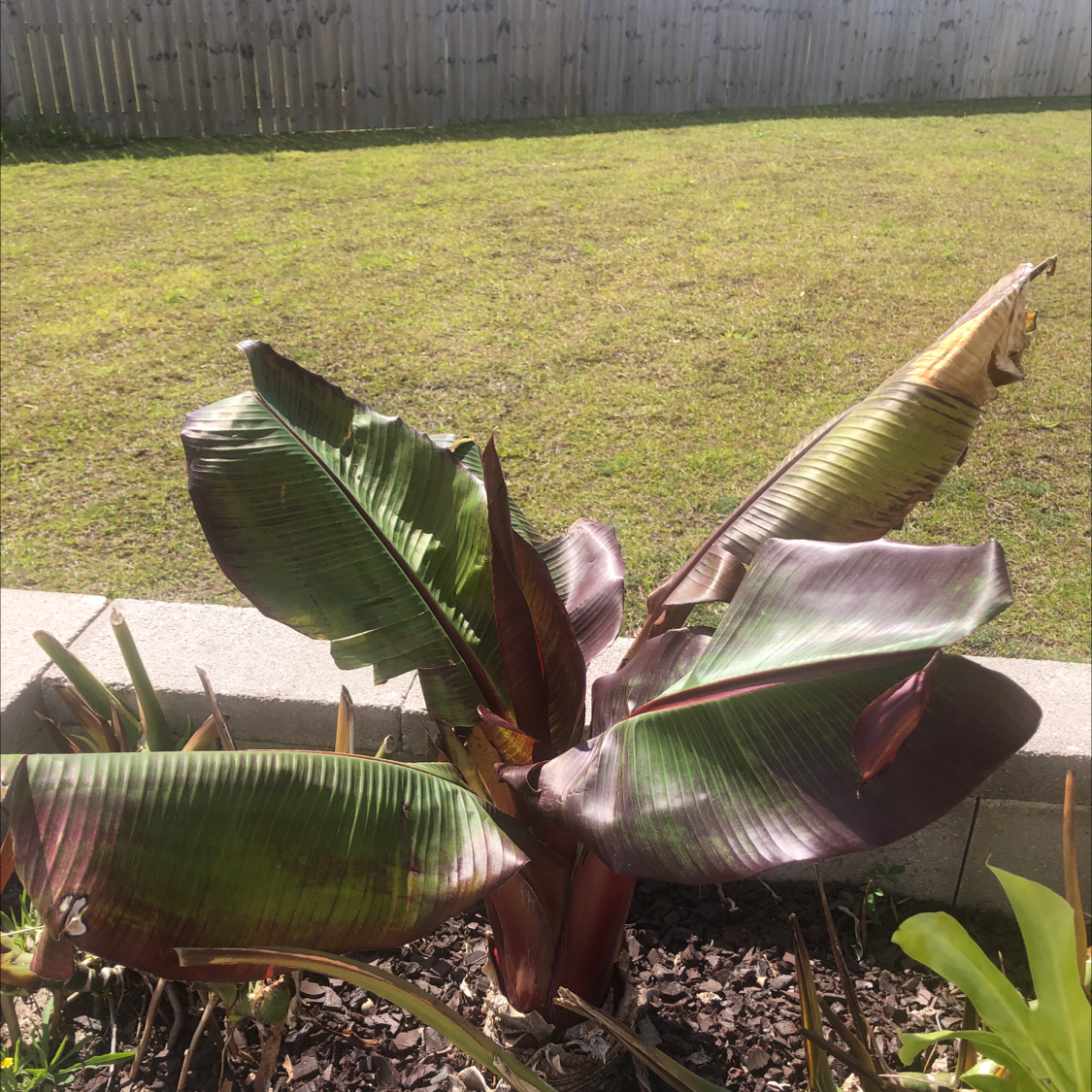 Abyssinian Banana plant with broad leaves, some browning, in a garden bed.