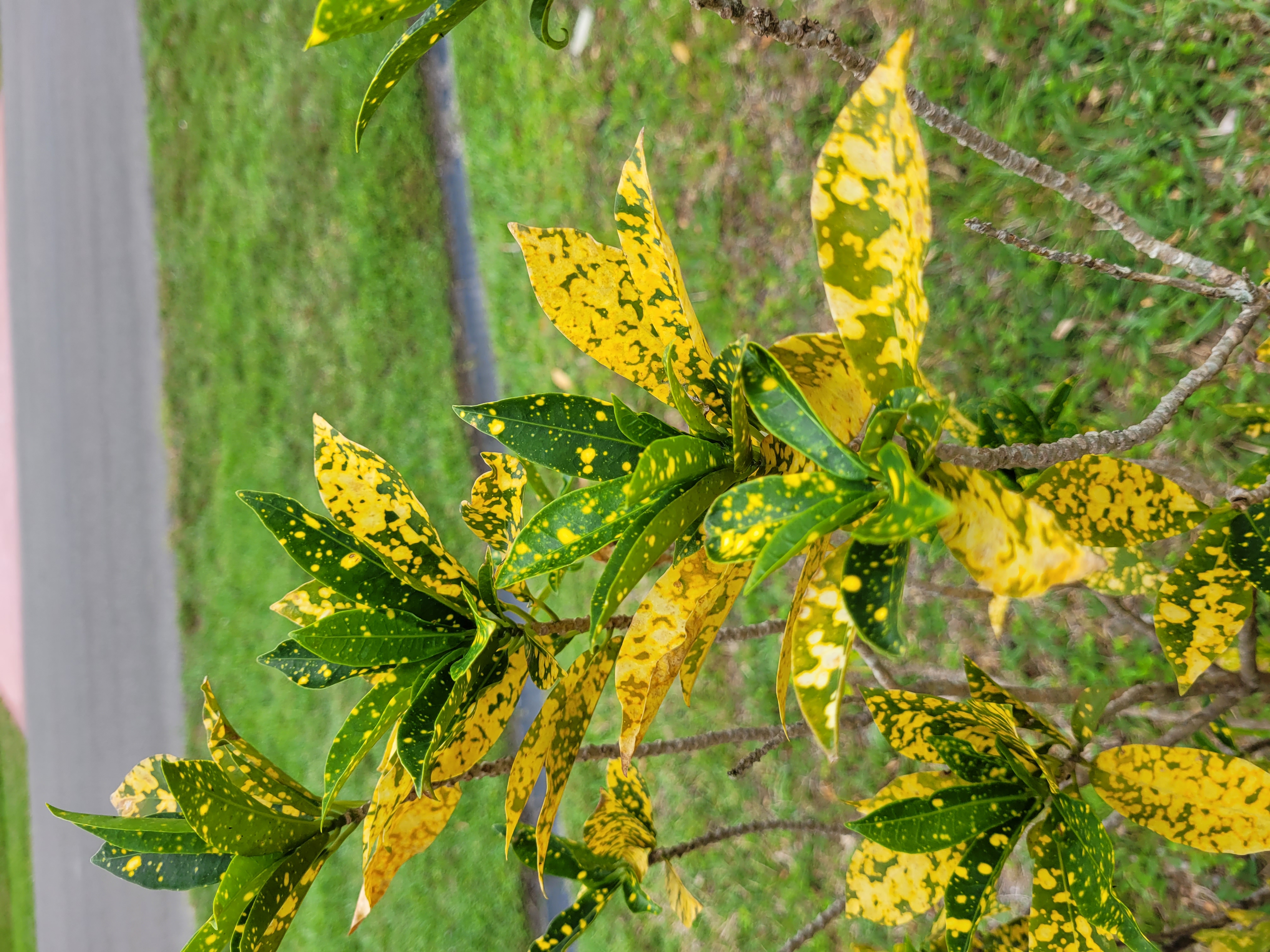 Close-up of healthy variegated Japanese laurel leaves with glossy yellow and green mottled coloring, no signs of disease or deficiency.
