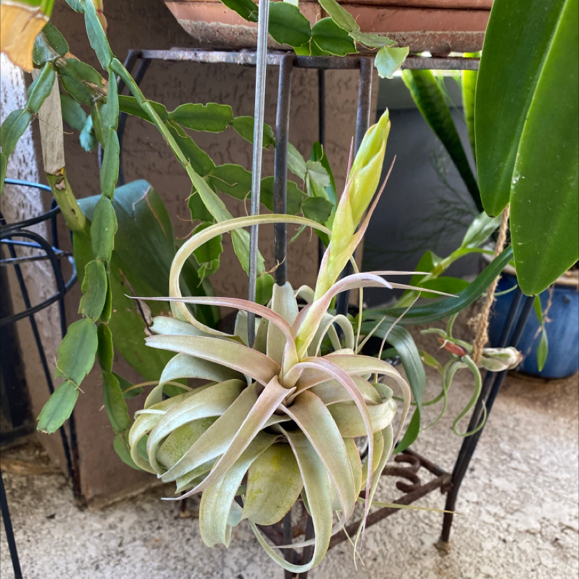 Queen's Tears plant in a hanging pot with healthy green leaves.