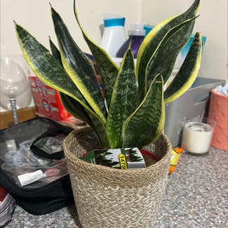 Snake Plant plant in Dundee, Scotland