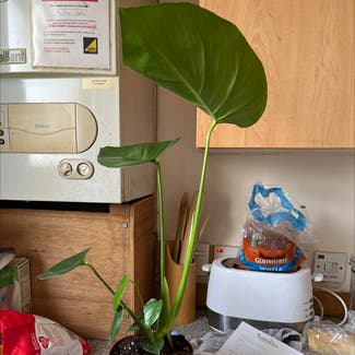 Monstera plant in Dundee, Scotland