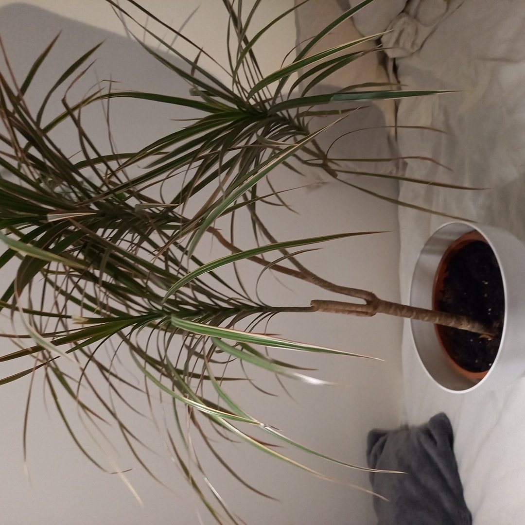Madagascar Dragon Tree in a white pot with some browning leaves.
