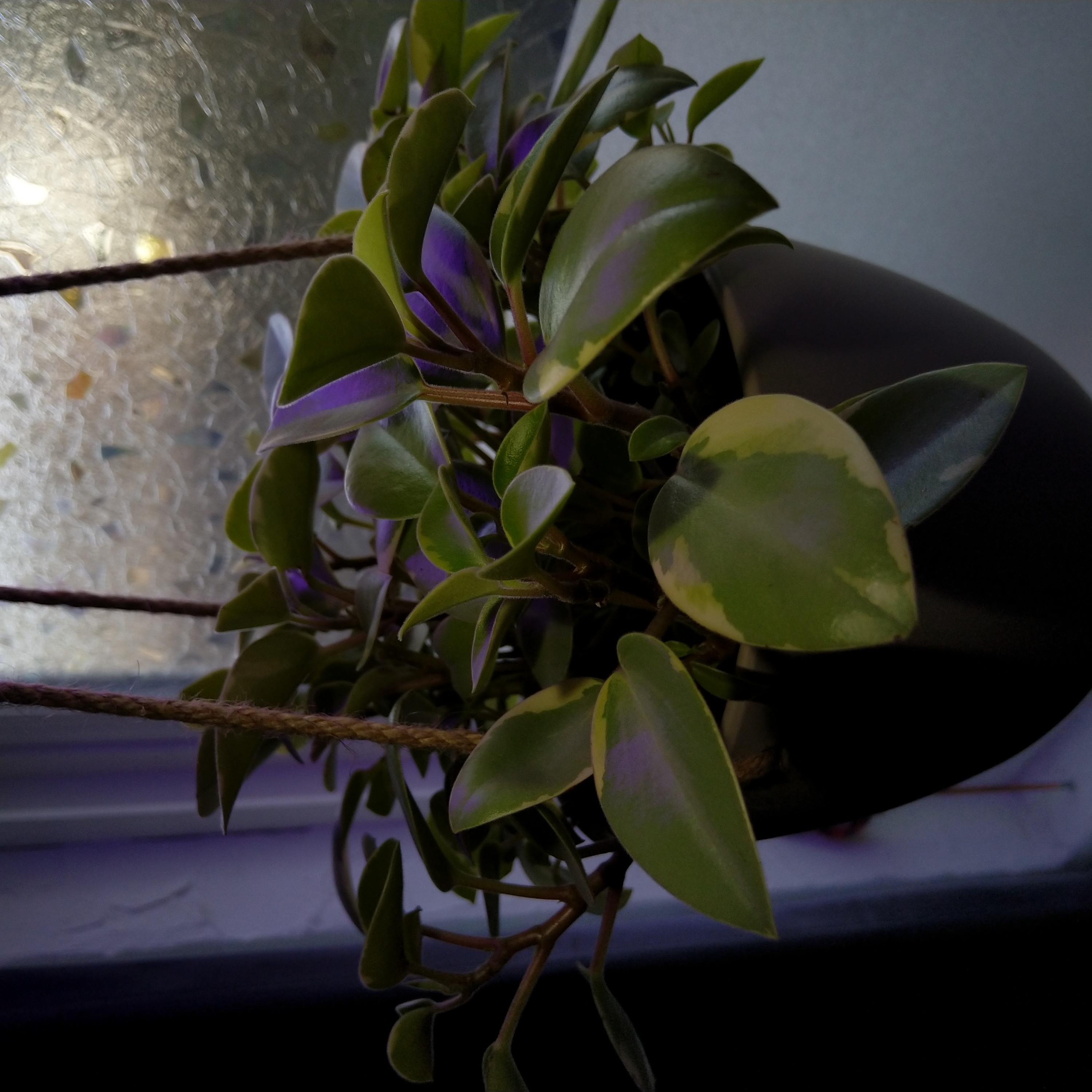Variegated Teardrop Peperomia plant in a pot with variegated leaves, placed near a window.
