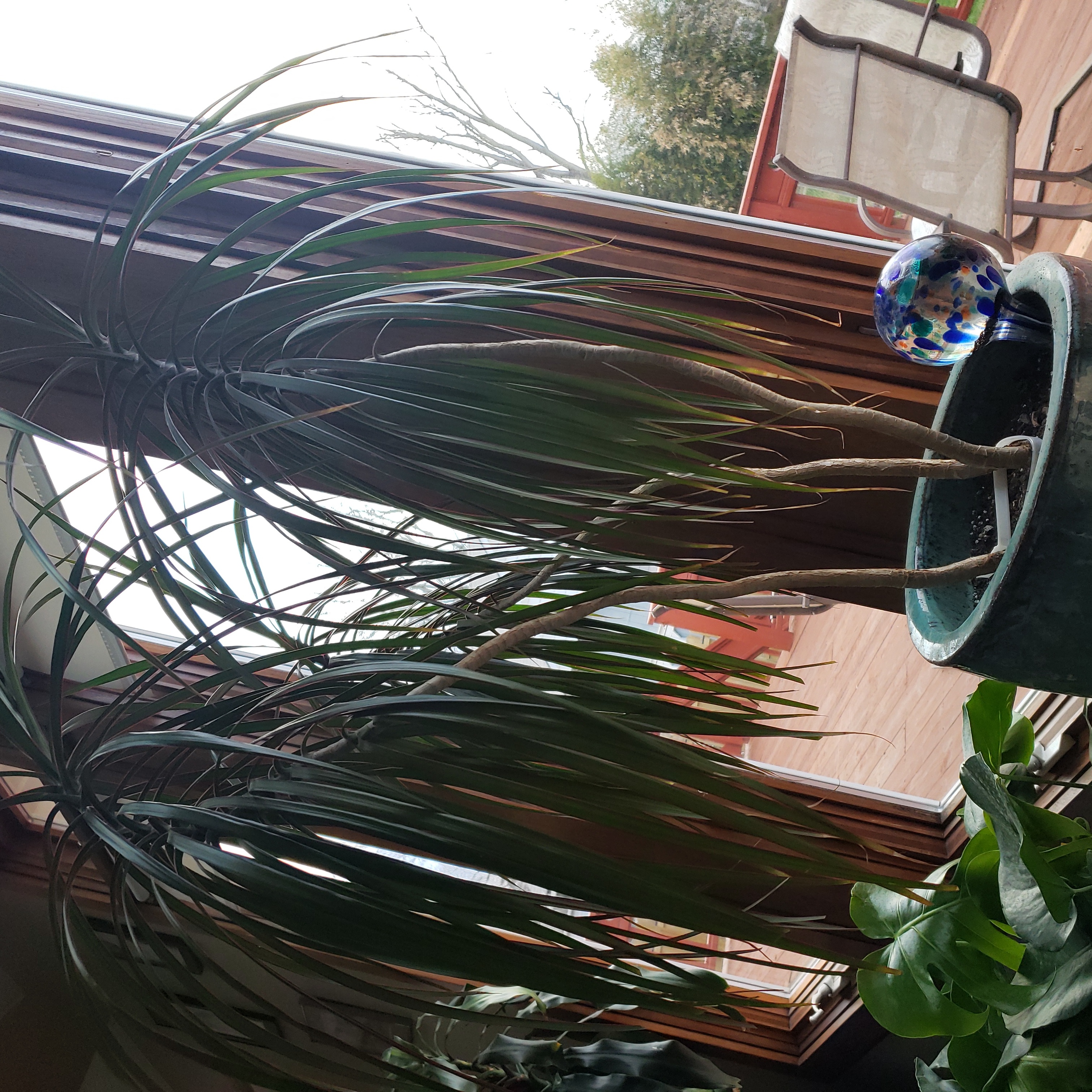 Open Weave Dragon Tree indoors near a window, with long, narrow leaves.