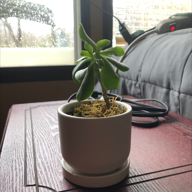 Tree Stonecrop plant in a white pot on a wooden surface with a window in the background.