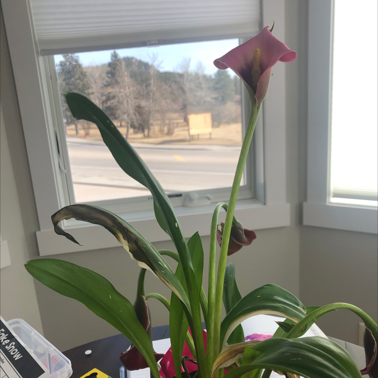 A healthy Calla Lily plant with vibrant green leaves and a rich burgundy colored flower in bloom, sitting on a windowsill.
