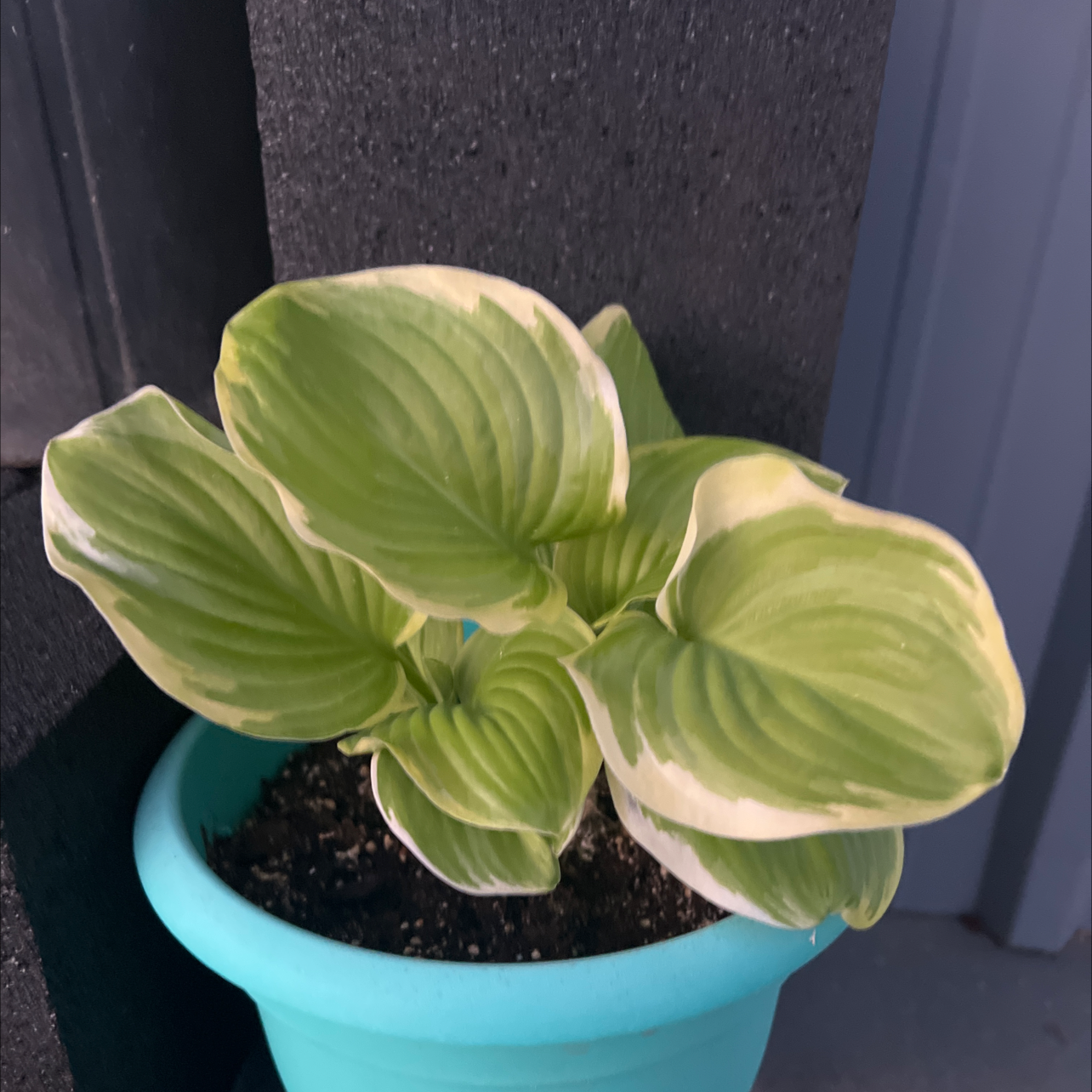 Potted Hosta sieboldii plant with variegated leaves in a blue pot.