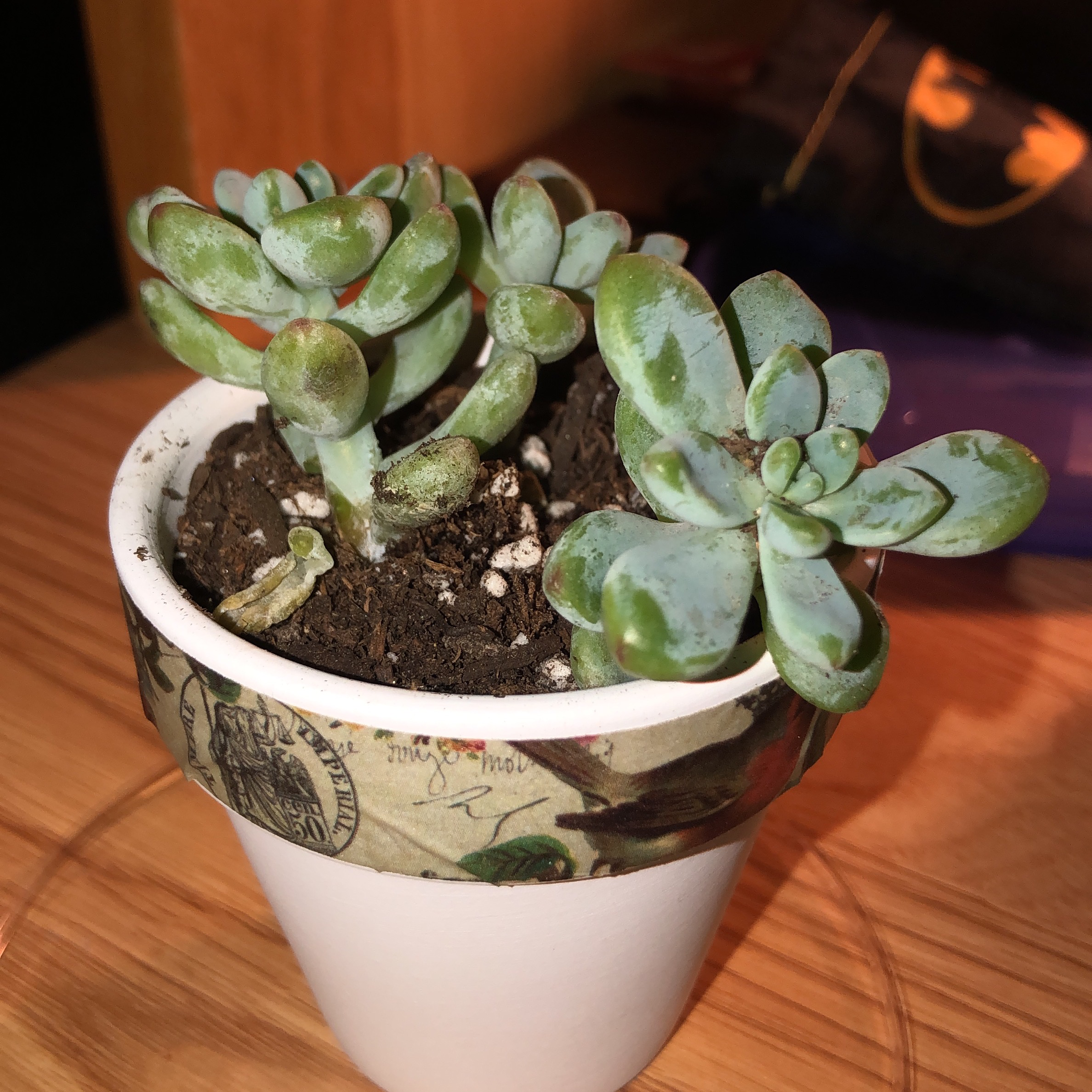 💧 Why Are My Sedum clavatum Leaves Falling Over?