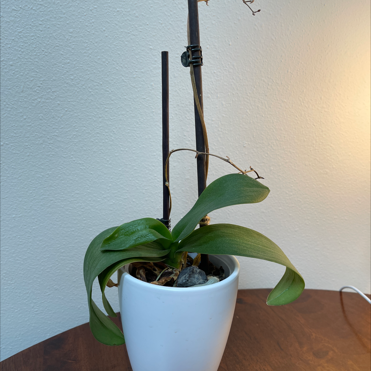 Noble Dendrobium plant in a white pot with green leaves and a tall stem.