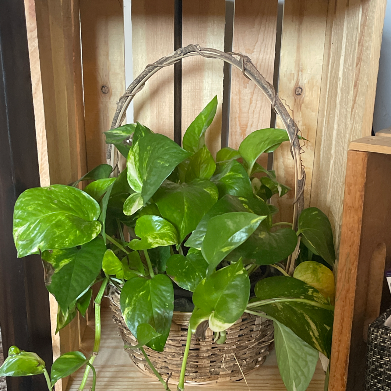 Taro Vine plant photo by @LibertyAnn named Green Goblins on Greg, the plant care app.