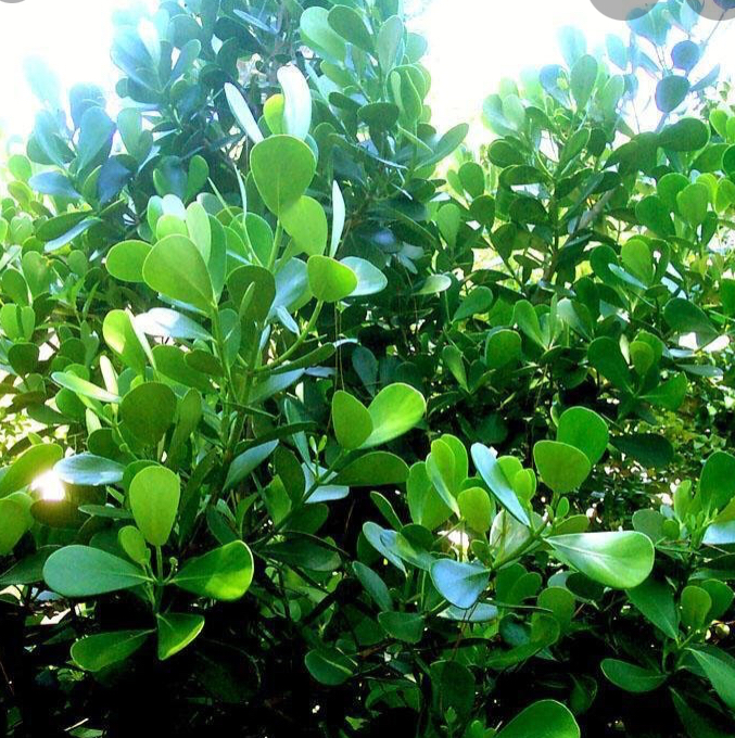 Photo of the plant species Autograph Tree by @ChummyFord named Winston on Greg, the plant care app