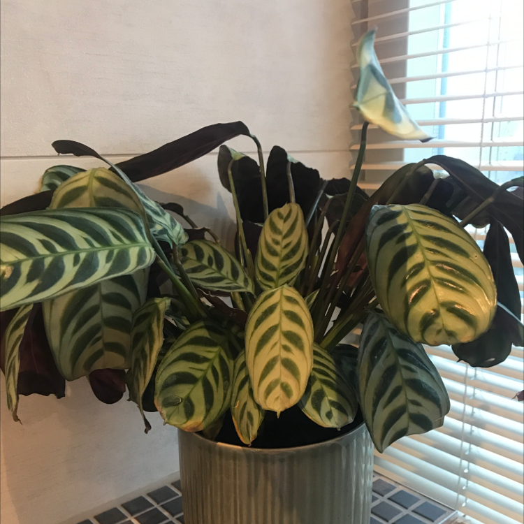 Close-up of healthy fishbone prayer plant with vibrant green and yellow striped leaves curled in a prayer position.