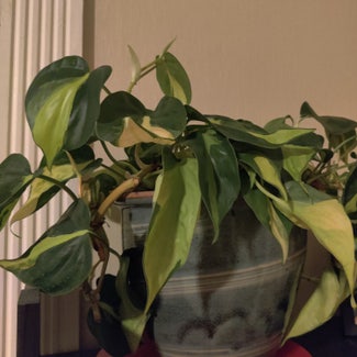 Heartleaf Philodendron plant in Brookline, Massachusetts