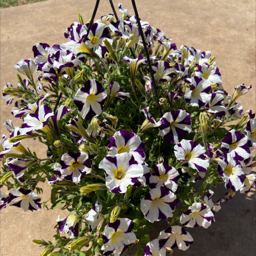 Photo of the plant species Petunia 'hot lips' by @HeartyPinkruby named P on Greg, the plant care app