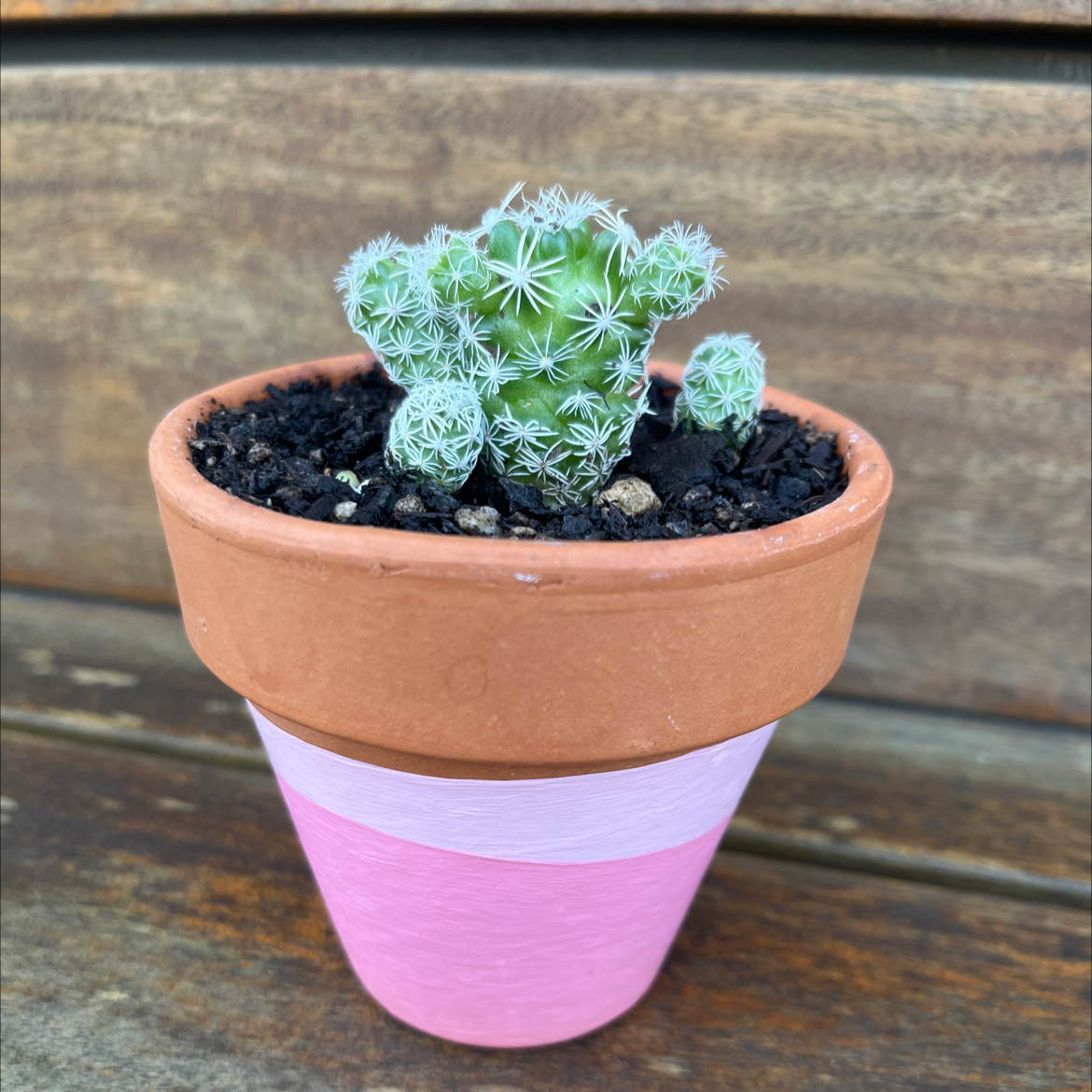 Thimble Cactus in a terracotta pot with pink paint, healthy and well-framed.