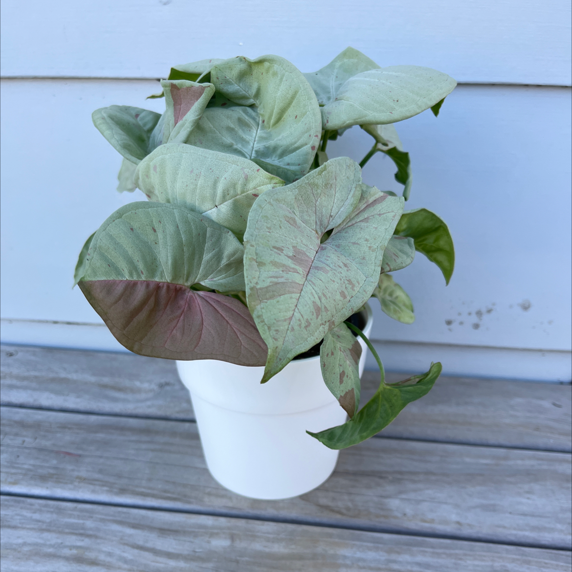 Potted Confetti Syngonium plant with variegated leaves, some with a pinkish hue.