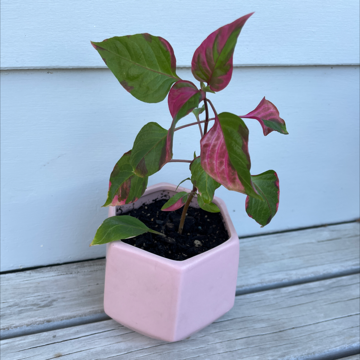 Party Time Alternanthera plant in a pink pot with vibrant green and pink leaves.