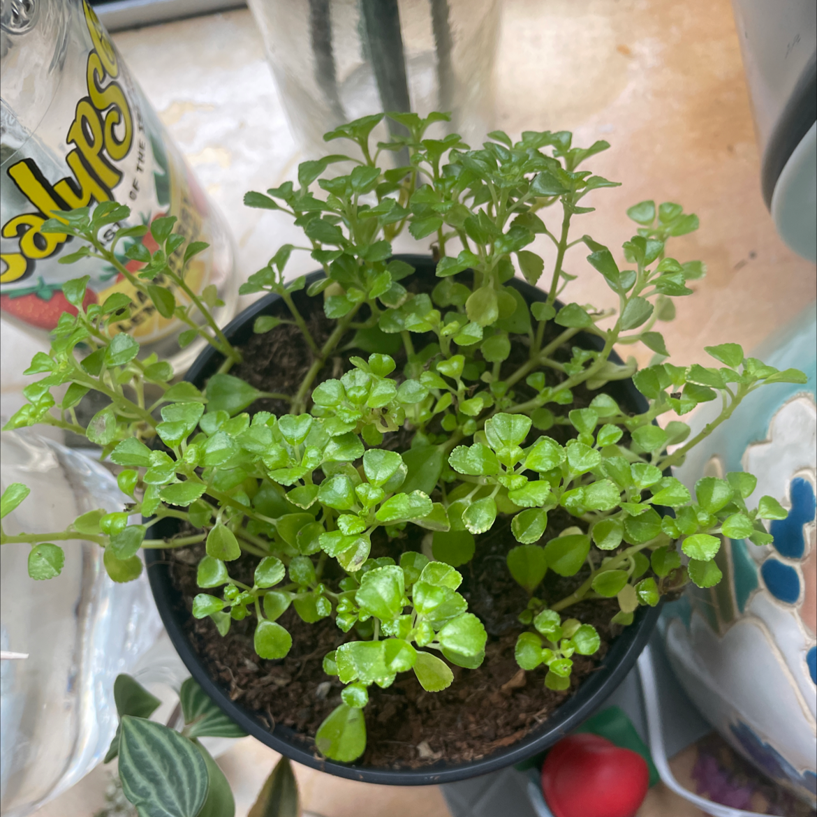 Photo of the plant species Giant Baby Tears by @MaryIsRushing named Steve on Greg, the plant care app