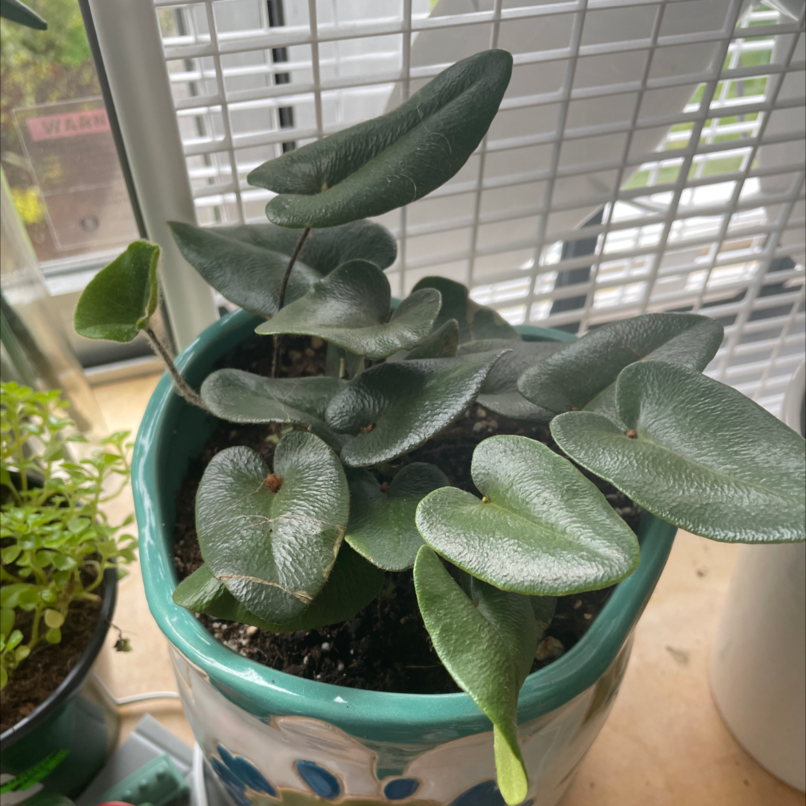Heart Fern plant in a pot near a window, with healthy green leaves.
