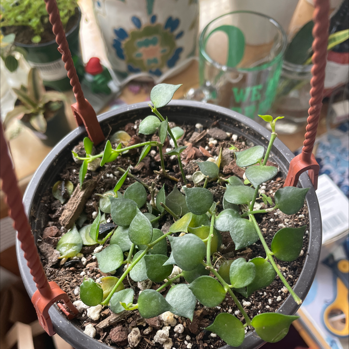 Hanging pot with a healthy Million Hearts plant, showing green heart-shaped leaves and visible soil.