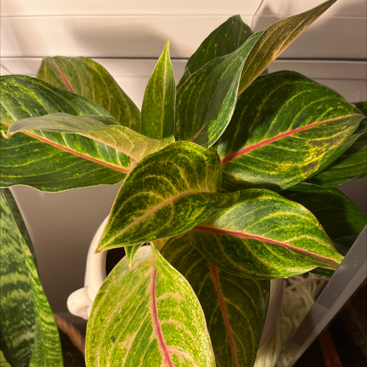 Pink Dalmatian Aglaonema with vibrant green leaves and pink veins, appears healthy.