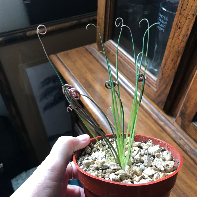Frizzle Sizzle plant in a pot with curly green leaves, held by a hand.